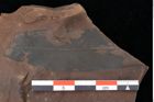Foto (Detailsansicht) von Quercus palaeoilex Ettingshausen (NHMW-GEO-2024-0188-0818)